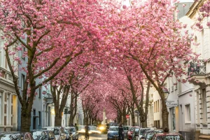 Paarberatung, Sexualberatung, Paartherapie, Sexualtherapie in der Stadt Bonn